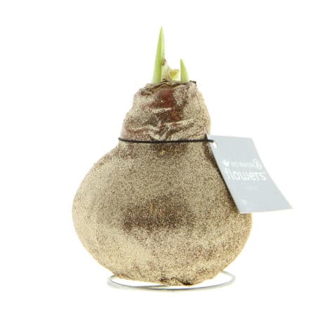 Amaryllis mit champagnerfarbenem Glitzer