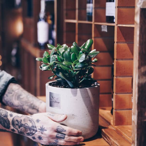 Das ist Bill (Crassula ovata)