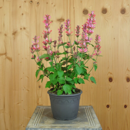 Duftnessel - Agastache Hybrida - 2 Stück