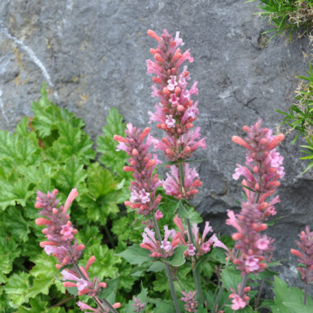 Duftnessel - Agastache Hybrida - 2 Stück
