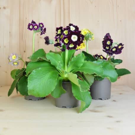 Alpenaurikel - Primula auricula - 6 Stück