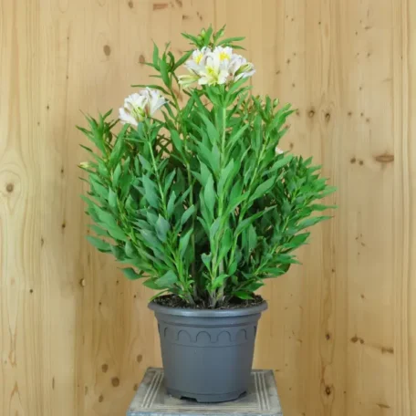 Lis des Indes - Alstroemeria