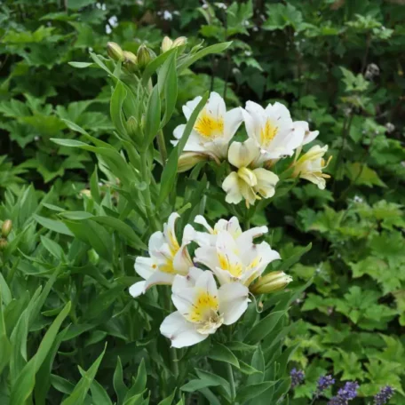Lis des Indes - Alstroemeria