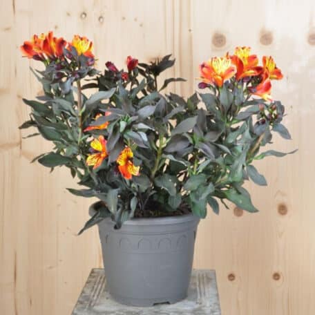 Inkalilie - Alstroemeria