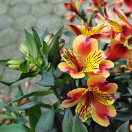 Inkalilie - Alstroemeria