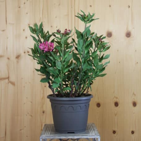 Inkalilie - Alstroemeria