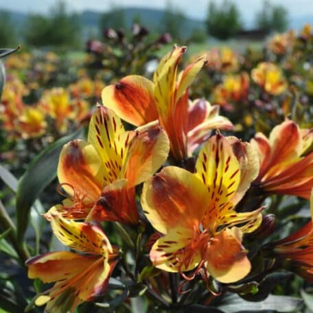 Inkalilie - Alstroemeria