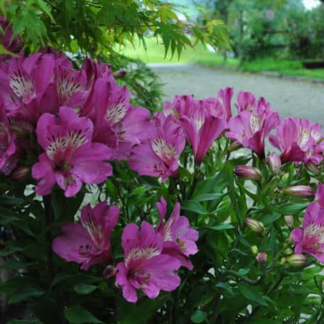 Inkalilie - Alstroemeria