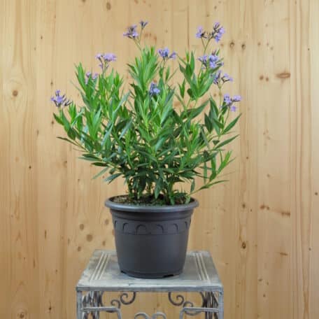 Röhrenstern - Amsonia tabernaemontana