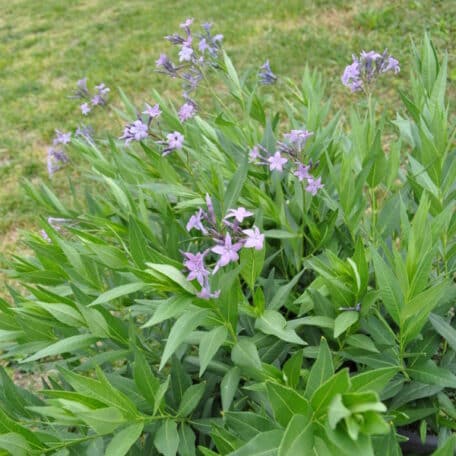 Röhrenstern - Amsonia tabernaemontana