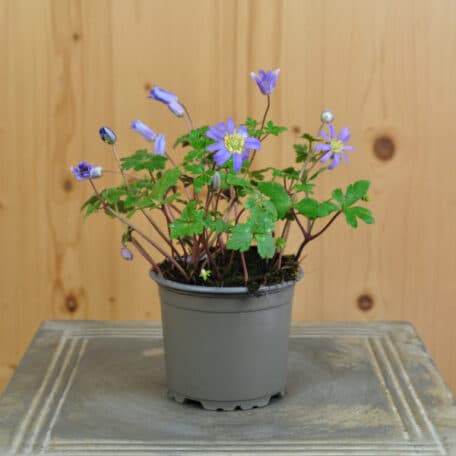 Anémone à rayons - 6 pièces