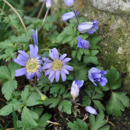 Anémone à rayons - 6 pièces