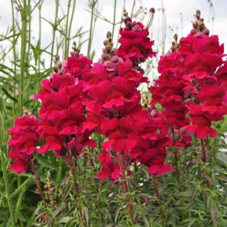 Löwenmaul - Antirrhinum majus