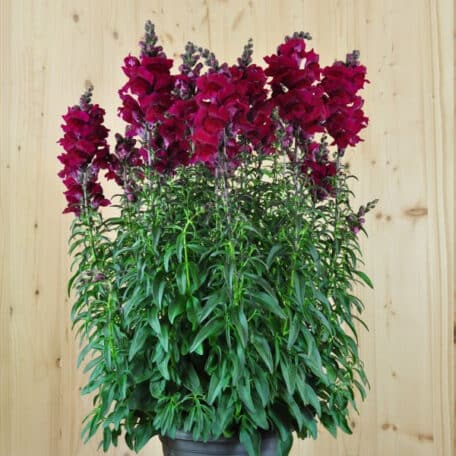 Löwenmaul - Antirrhinum majus