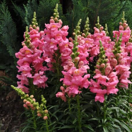 Löwenmaul - Antirrhinum majus