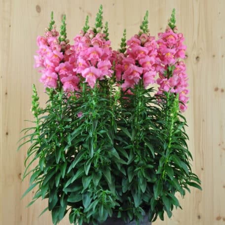 Löwenmaul - Antirrhinum majus