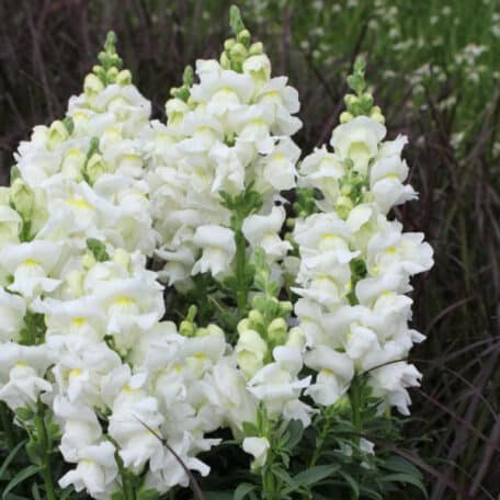 Löwenmaul - Antirrhinum majus
