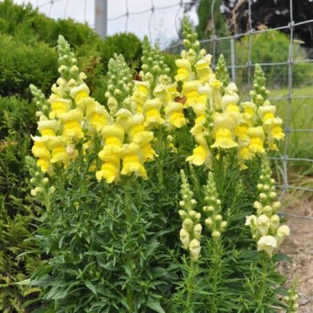 Löwenmaul - Antirrhinum majus