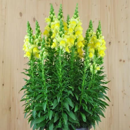 Löwenmaul - Antirrhinum majus