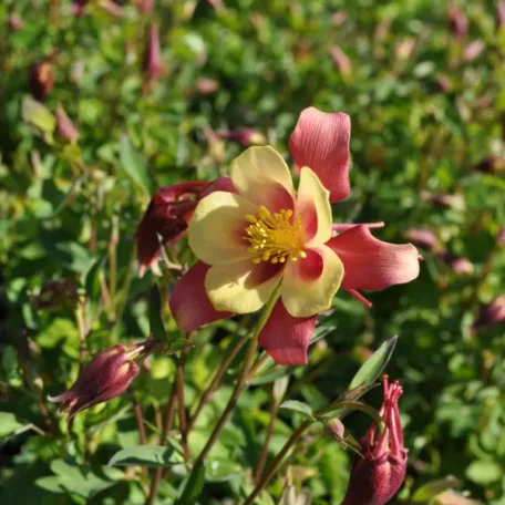 Ancolie commune - Aquilegia vulgaris
