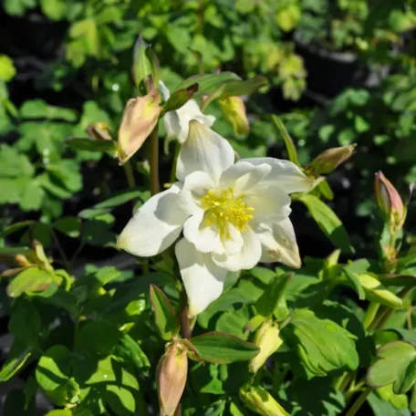 Ancolie commune - Aquilegia vulgaris