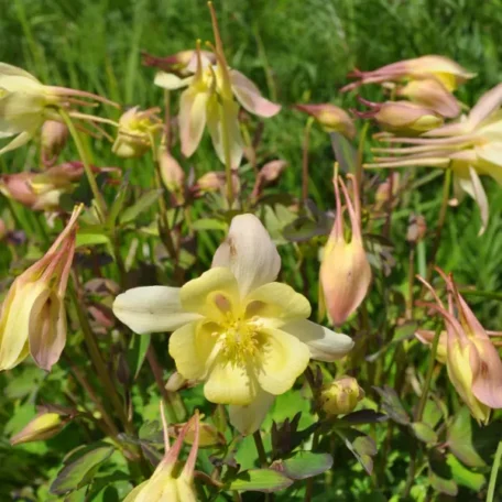 Ancolie commune - Aquilegia vulgaris
