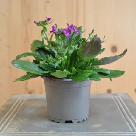 Pâquerette - Arabis blepharophylla - 6 pièces