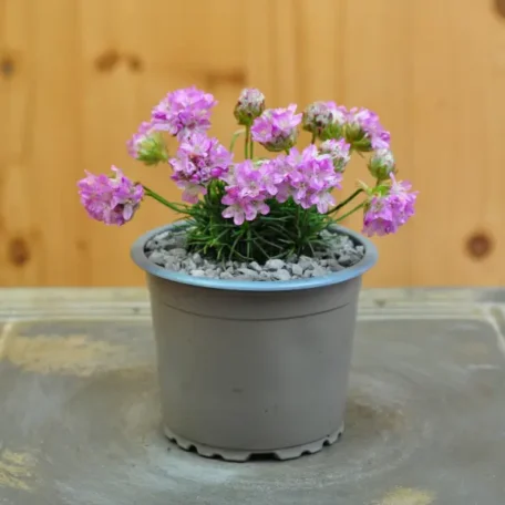 Zwerg-Grasnelke - Armeria juniperifolia