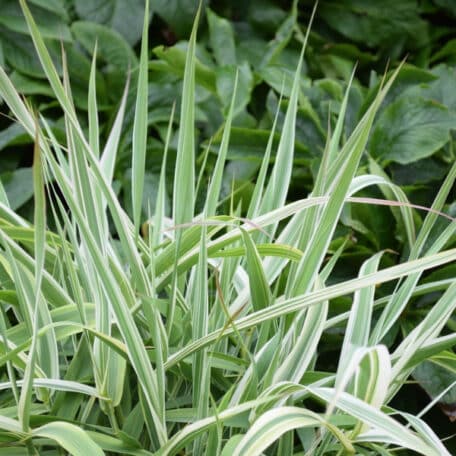 Pfahlrohr - Arundo donax