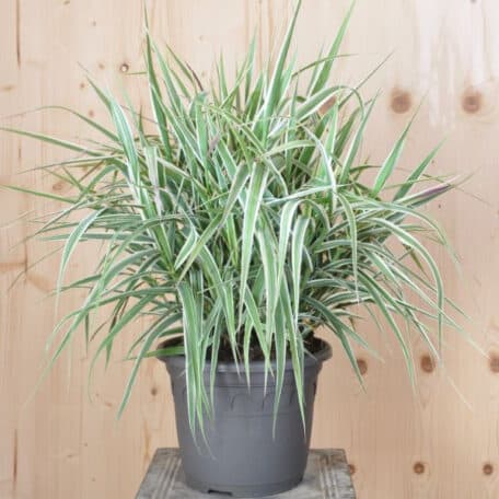 Pfahlrohr - Arundo donax