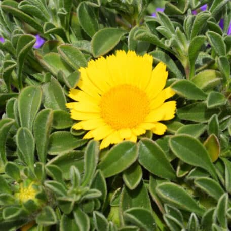 Goldaster - Asteriscus maritimus - 4 Stück