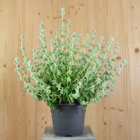 Kretische Schwarznessel - Ballota pseudodictamnus