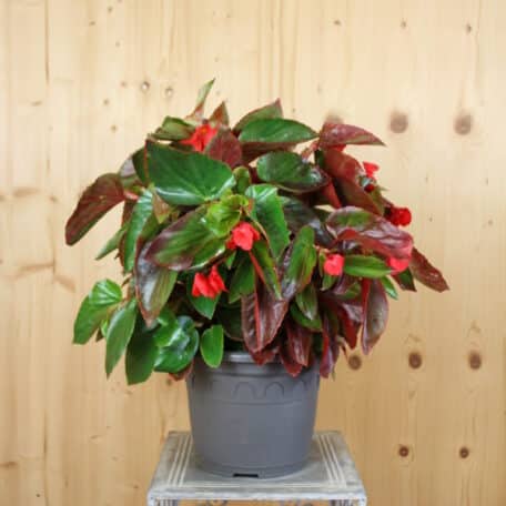 Drachenflügelbegonie - Begonia