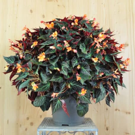 Knollenbegonie - Begonia boliviensis