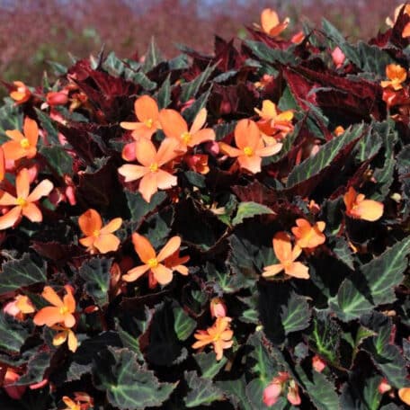Knollenbegonie - Begonia boliviensis