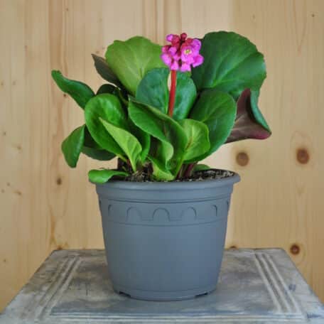 Bergenie - Bergenia Cultivars - 2 pièces