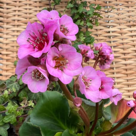 Bergenie - Bergenia Cultivars - 2 pièces