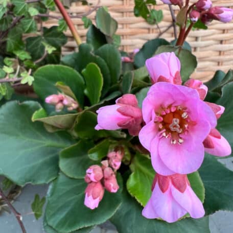Bergenie - Bergenia Cultivars - 4 pièces