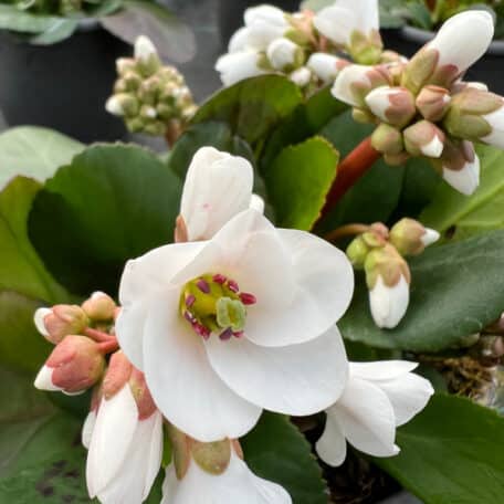 Bergenie - Bergenia Cultivars - 4 pièces