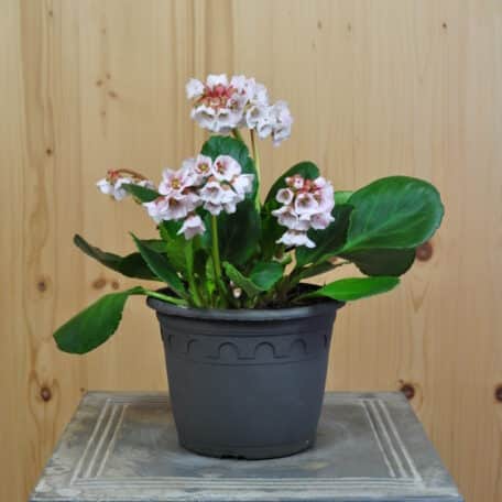 Bergenie - Bergenia Cultivars - 2 pièces