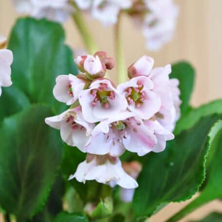 Bergenie - Bergenia Cultivars - 2 pièces
