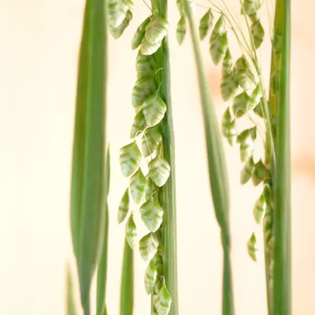 Herbe tremblante - Briza media