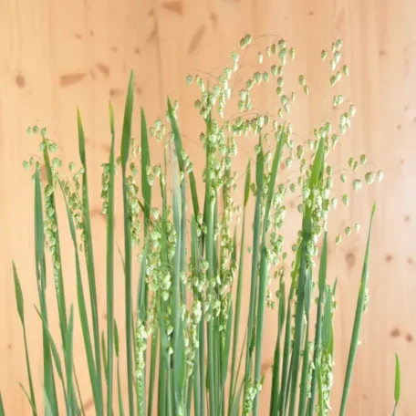 Herbe tremblante - Briza media