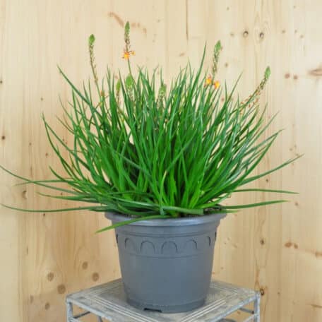 Katzenschwanzpflanze - Bulbine frutescens
