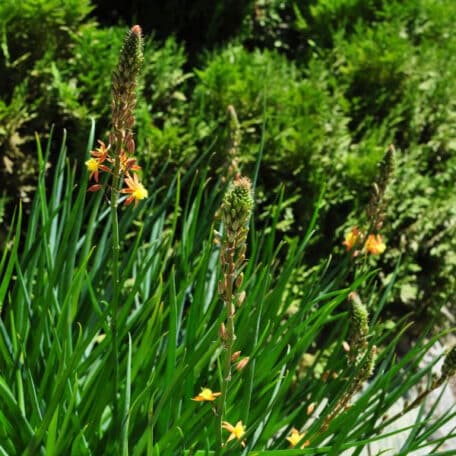 Katzenschwanzpflanze - Bulbine frutescens