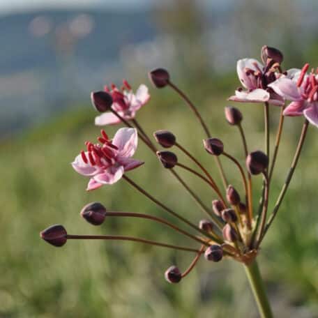 Schwanenblume - Butomus umbellatus