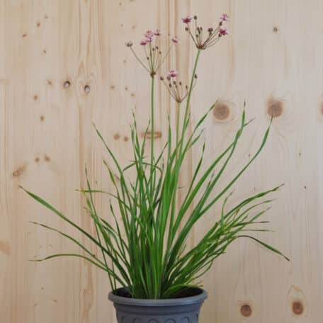 Schwanenblume - Butomus umbellatus
