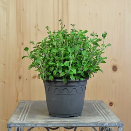Bergminze - Calamintha nepeta - 3 Stück