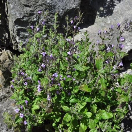 Bergminze - Calamintha nepeta - 3 Stück