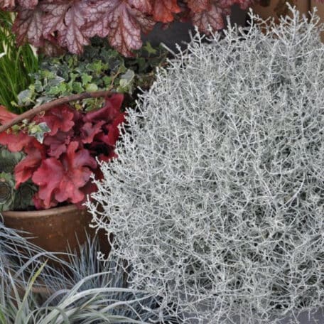 Der silberne Winterschmuck, Silberkopf